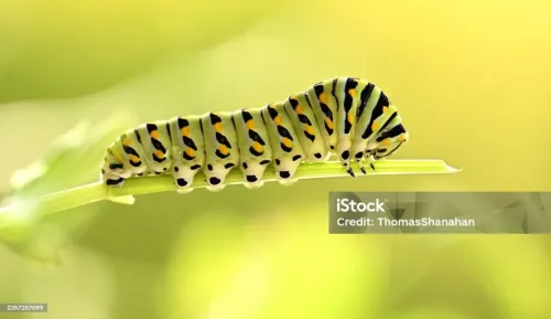 Swallow Tail Caterpillar munching on some parsley.