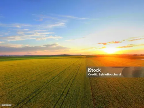Aerial view of sunset over canola field