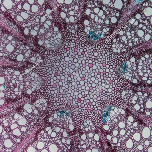 Rdi insight micrograph